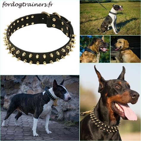 Les colliers de luxe pour chien .